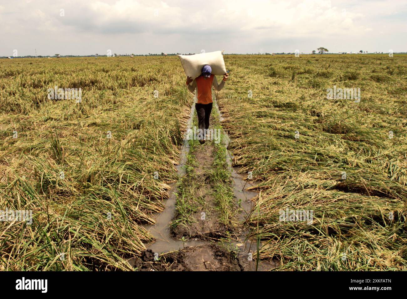 Agricultural paddy field embankment hi-res stock photography and images ...