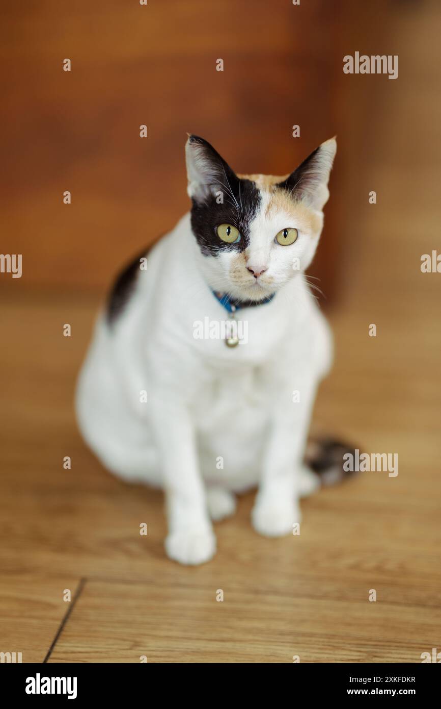 The cat sits gracefully on a wooden floor, its striking yellow eyes ...