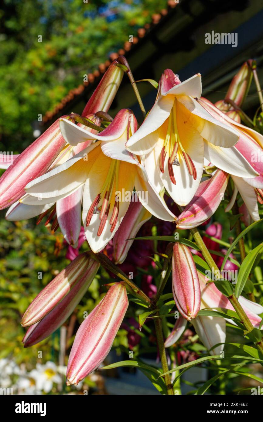 Miss Peculiar' Skyscraper lily, Trädlilja (Lilium hybrid Miss Peculiar' Skyscraper lily, Trädlilja (Lilium hybrid