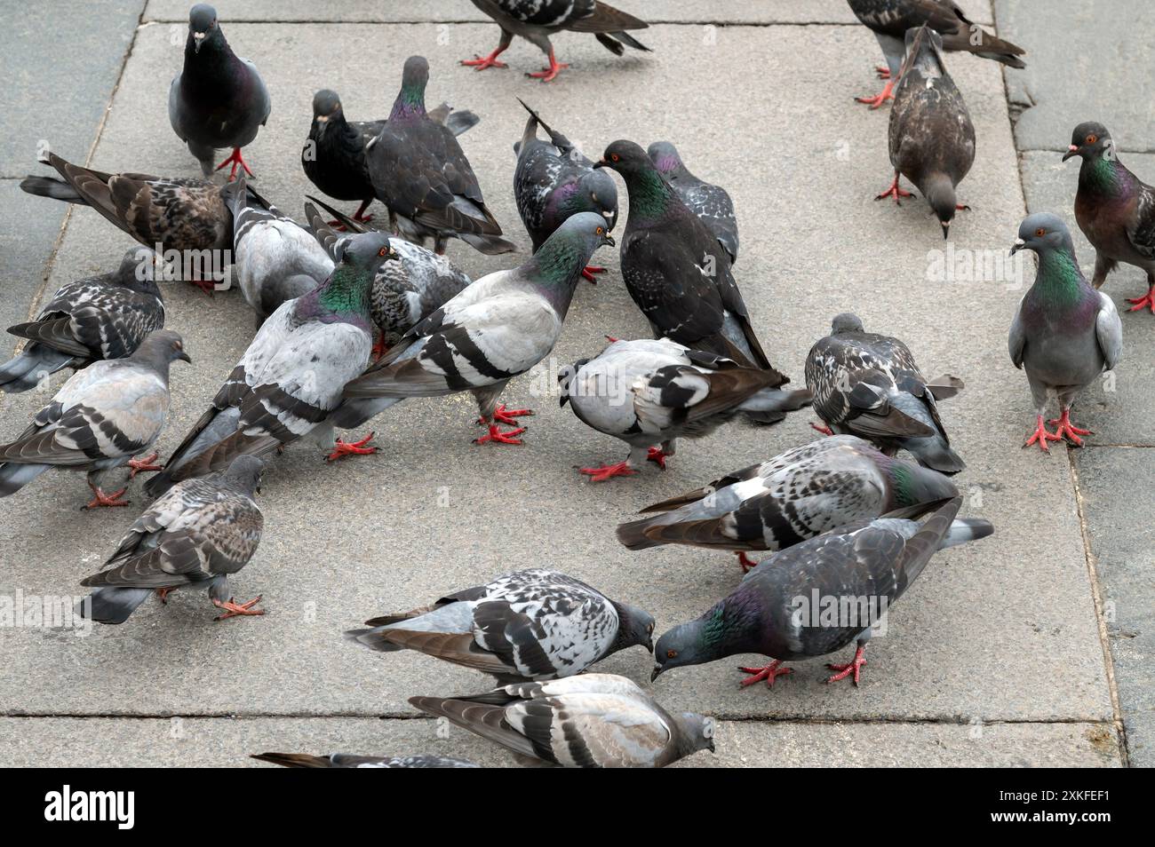 Many pigeons are walking and eating on a gray square in Milan Stock Photo
