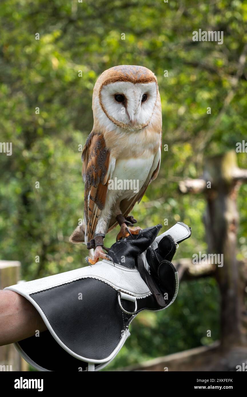Sunny wild hi-res stock photography and images - Alamy