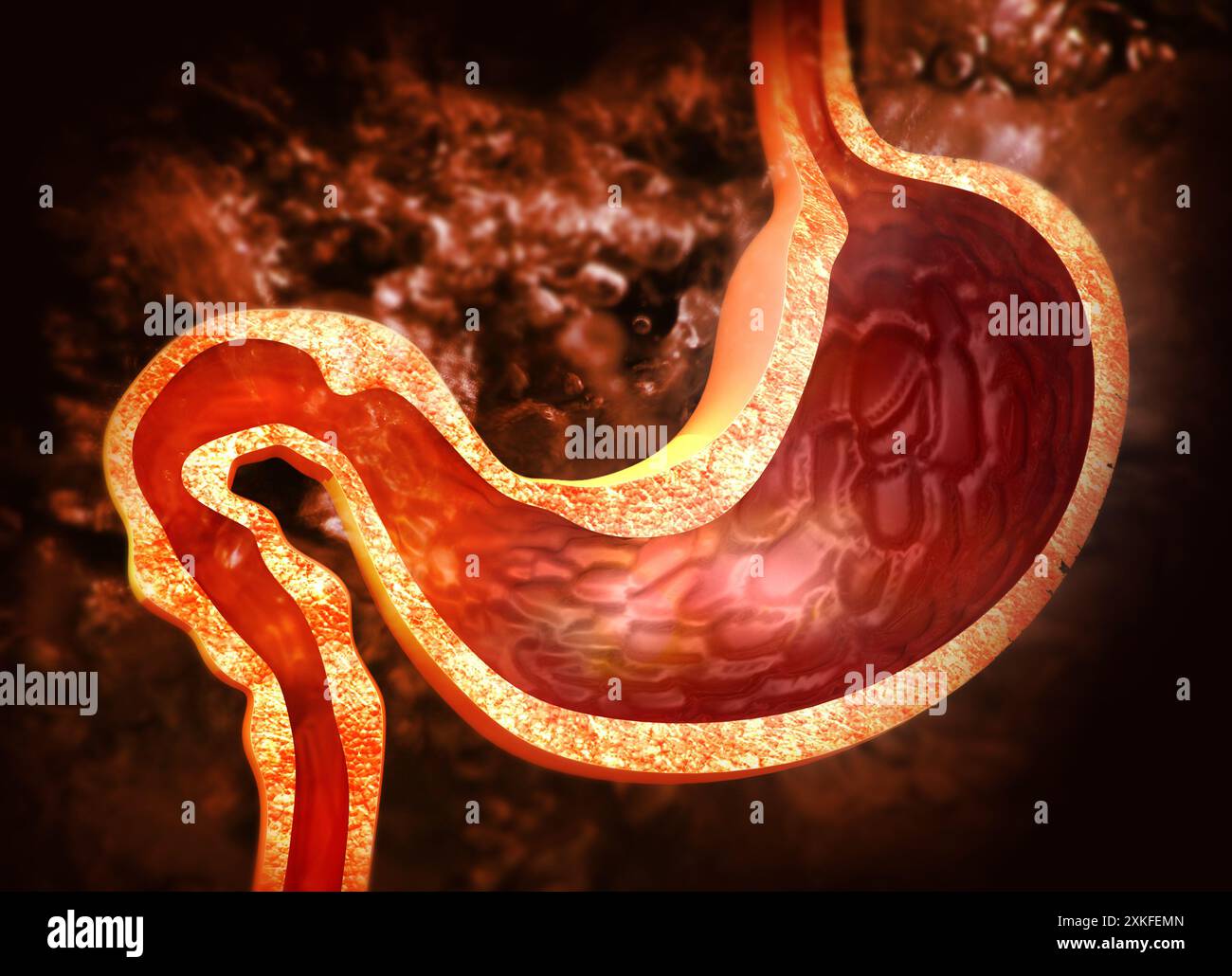 Cross section of human stomach diagram. 3d illustration Stock Photo