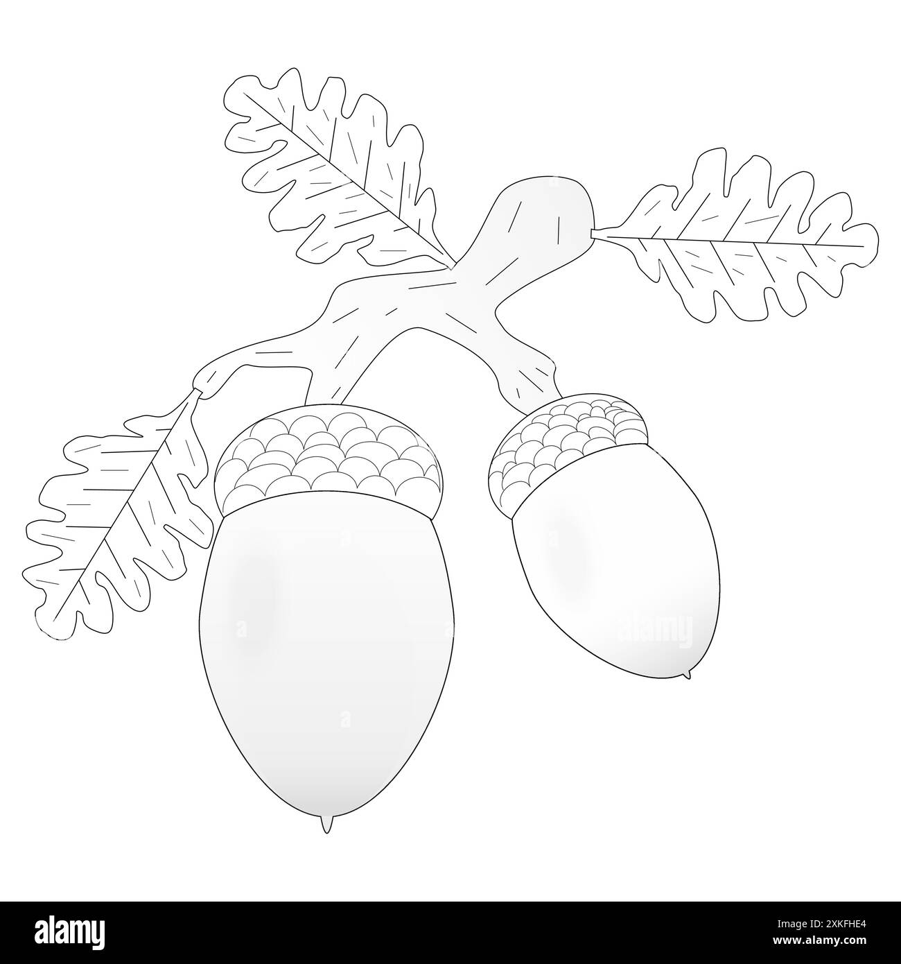 Childrens coloring books. Acorns hanging on a branch with oak leaves, fall. Vector black and white drawing Stock Vector