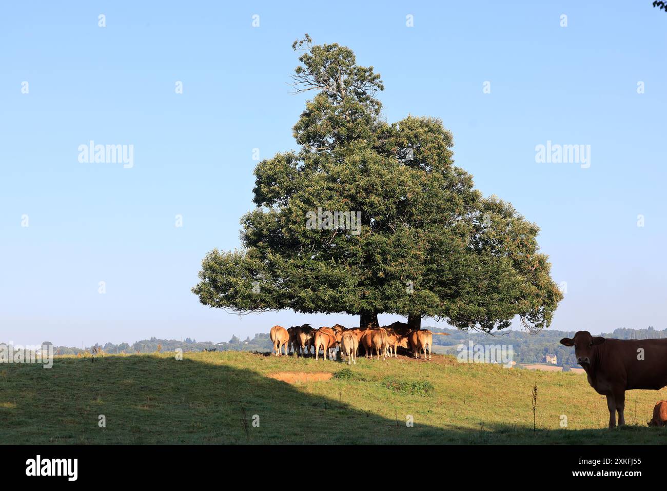 Limousin beef cows in the Limousin countryside. Cattle farming and meat consumption. Corrèze, Limousin, France, Europe. Credit: Photo by Hugo Martin/A Stock Photo