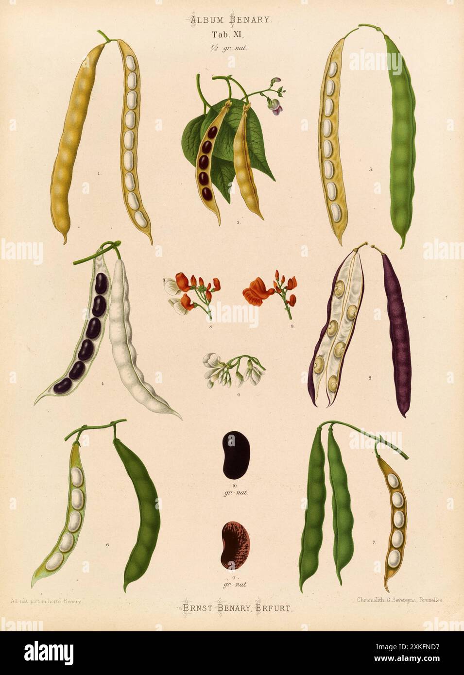 Bohnen illustration hi-res stock photography and images - Alamy