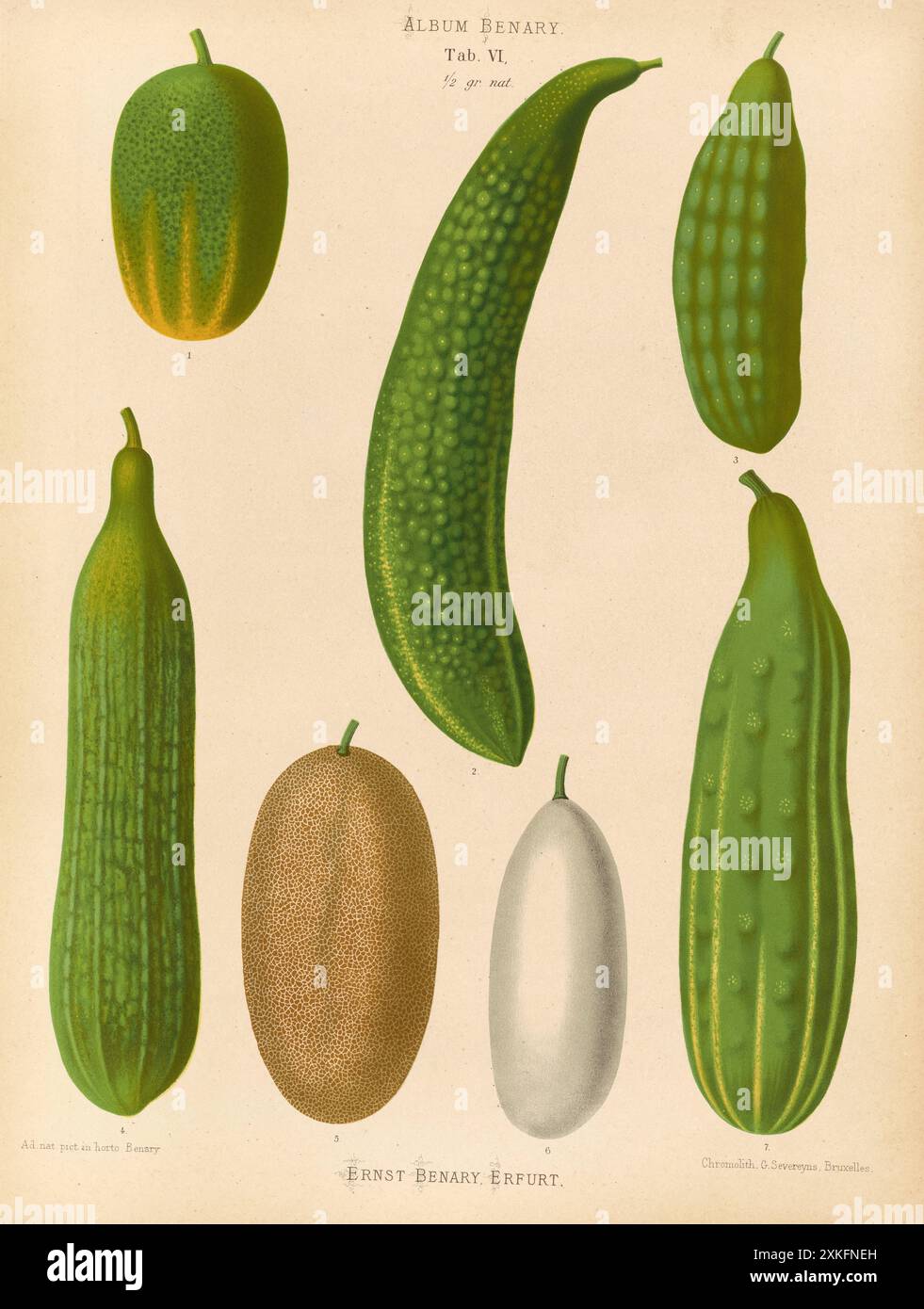 Gemüse, verschiedene Gurken, nach Ernst Samuel Benary 10. November 1819 - 19. Februar 1893, hessischer Gartenbauunternehmer, Historisch, digital resta Stock Photo