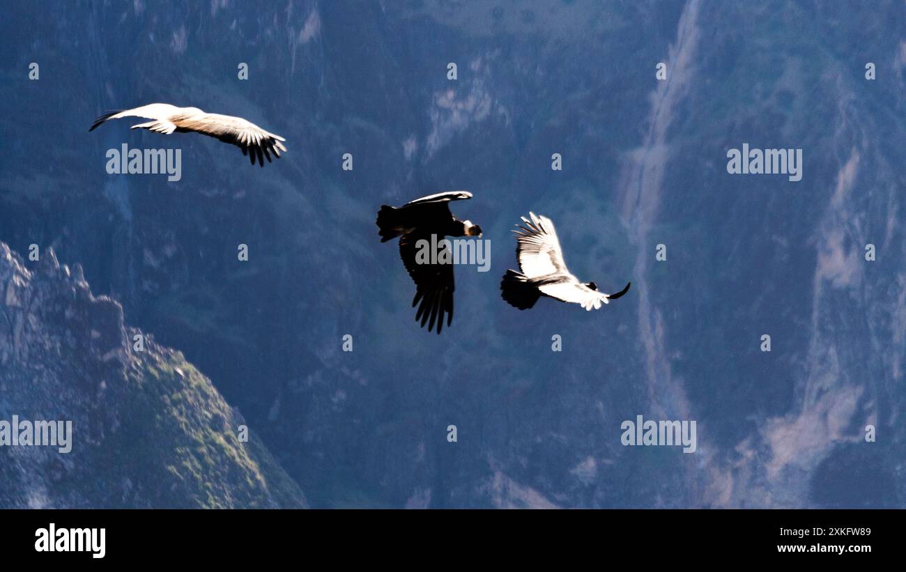 Mirador condor hi-res stock photography and images - Alamy