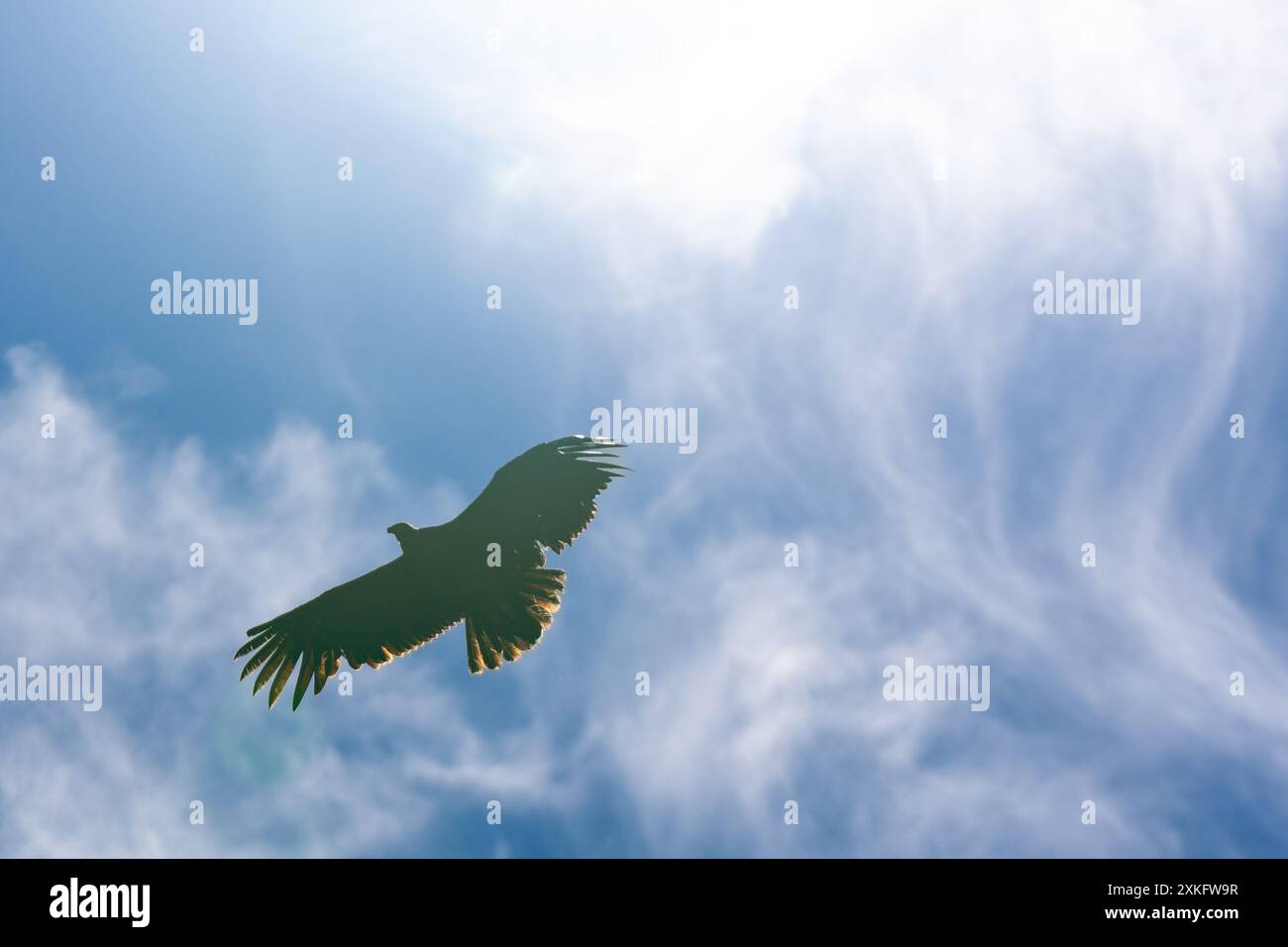 Condor wingspan hi-res stock photography and images - Alamy