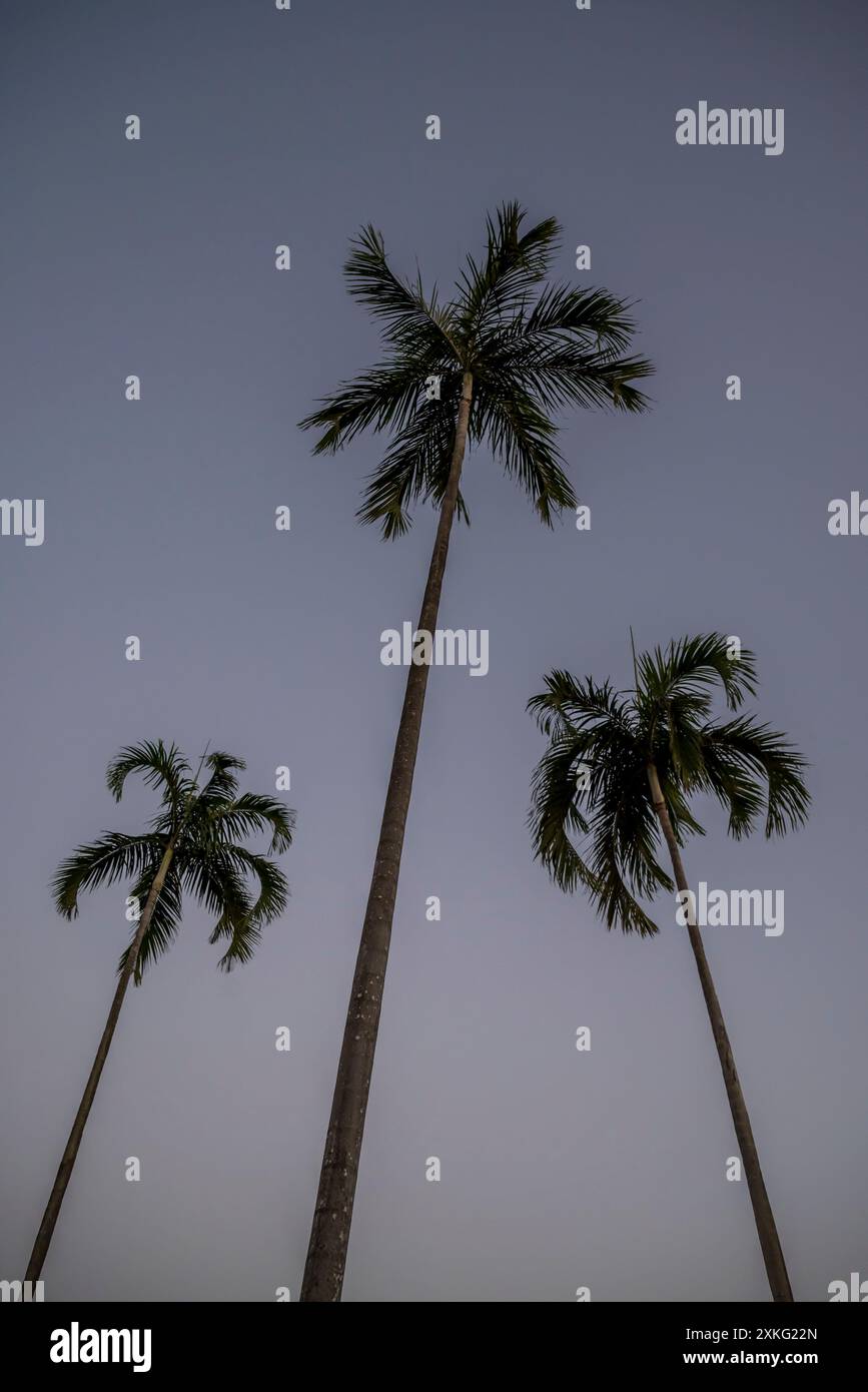 Palm trees, Panama City, Panama, Central America Stock Photo