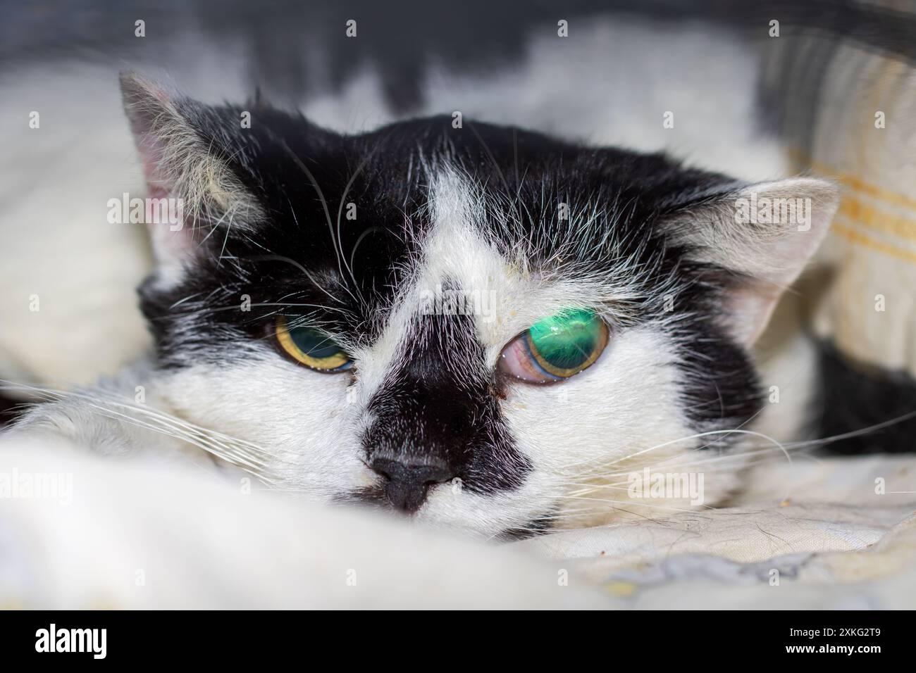 A black and white cat with green eyes is peacefully resting on a ...