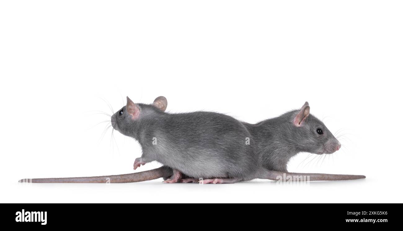 Two young grey rats, standing behind each other. Looking away from ...