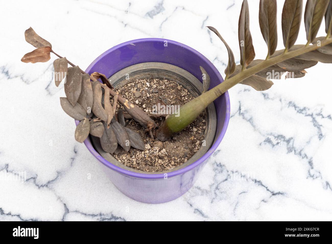 Dying zz plant in a pot Stock Photo - Alamy