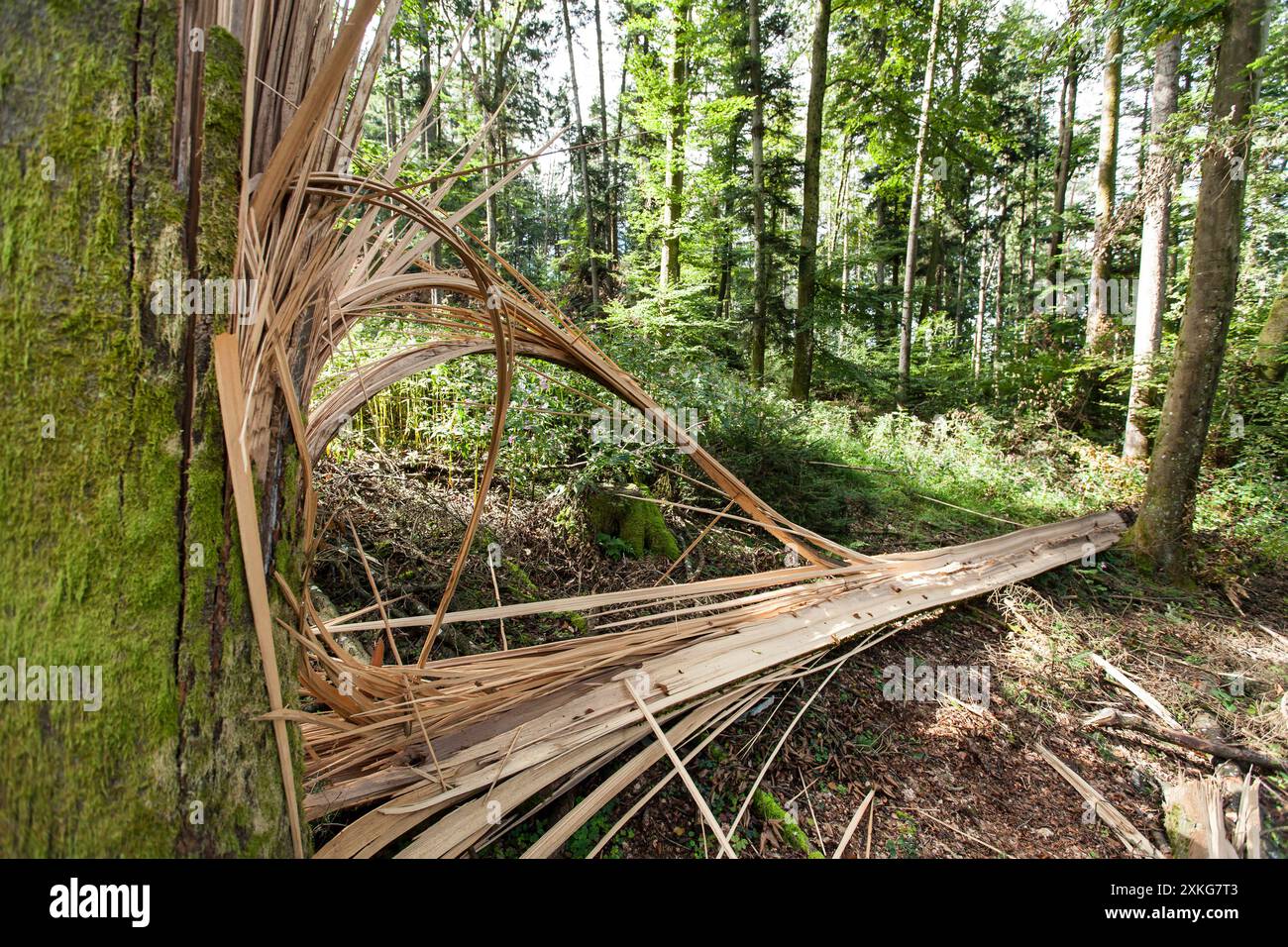 broken tree in the forest, Germany Stock Photo