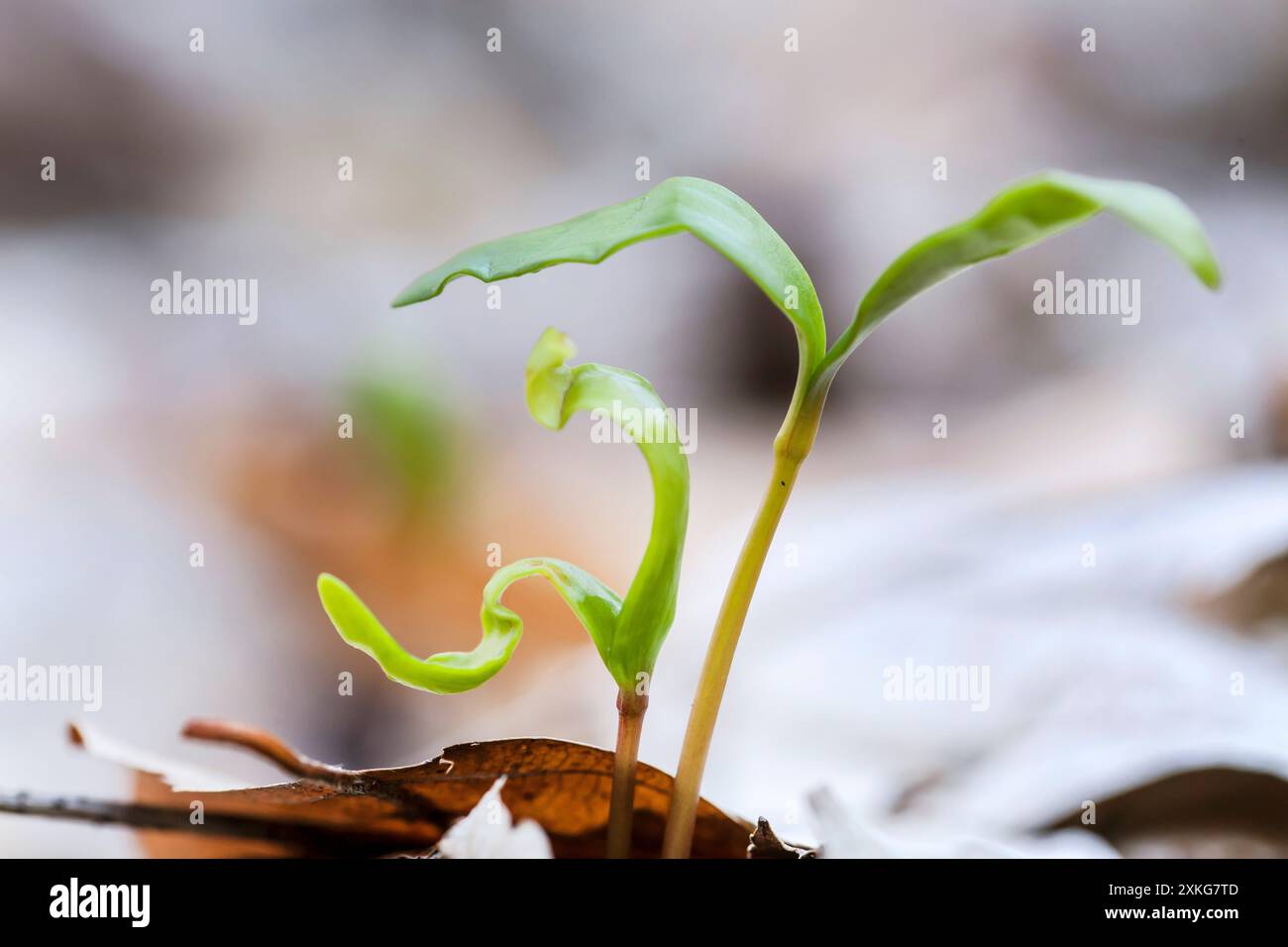 sycamore maple, great maple (Acer pseudoplatanus), maple seedling breaks through foliage in the forest, Germany Stock Photo