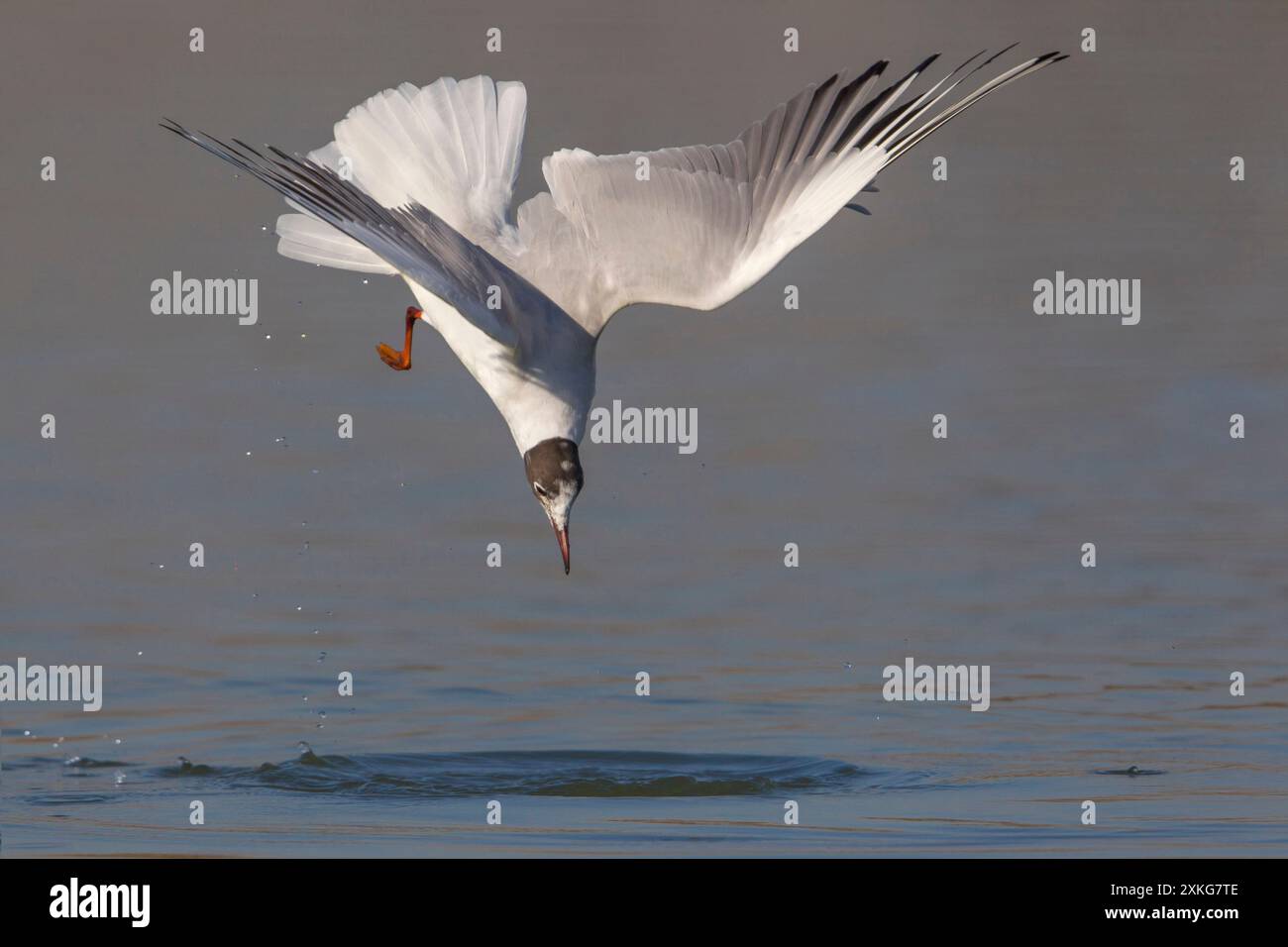 black-headed gull (Larus ridibundus, Chroicocephalus ridibundus), nose dive into the water to catch a fish, Italy, Tuscany Stock Photo