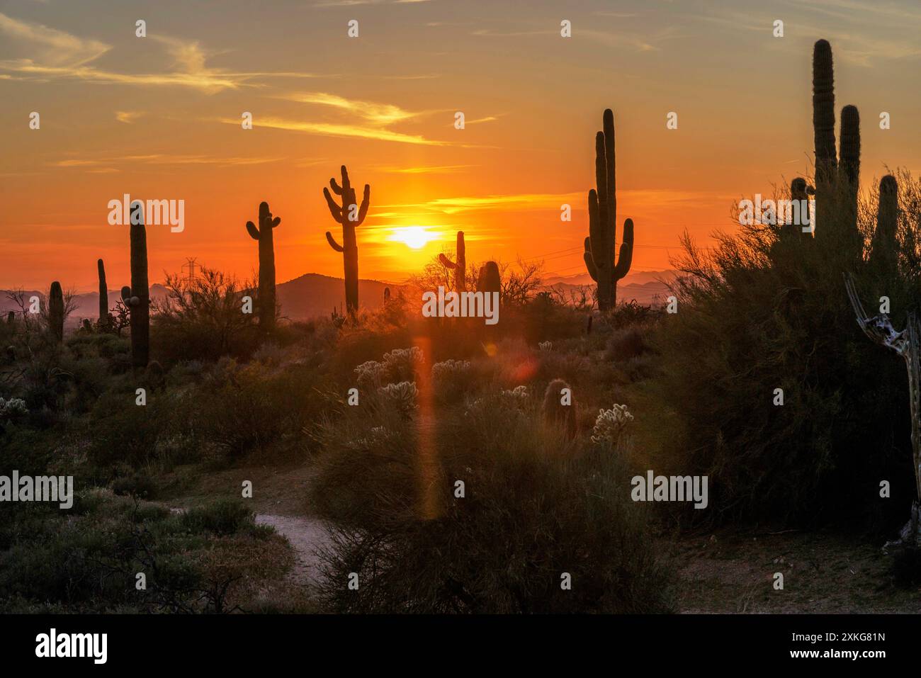 saguaro cactus (Carnegiea gigantea, Cereus giganteus), at sunset, USA, Arizona, Browns Ranch Trailhead Stock Photo