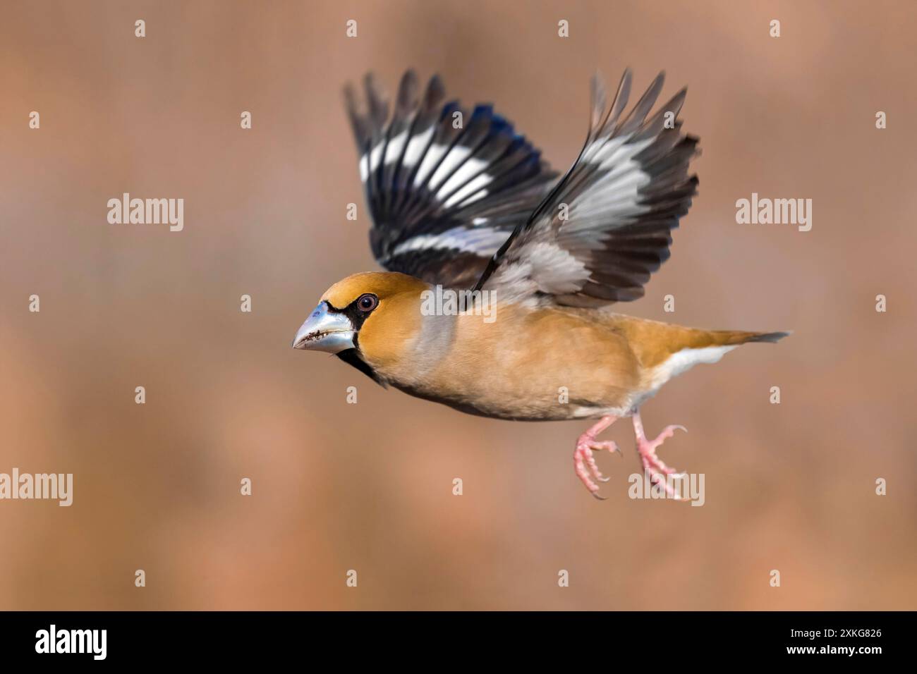 hawfinch (Coccothraustes coccothraustes), in flight, side view, Italy, Tuscany, Piana fiorentina, Firenze Stock Photo