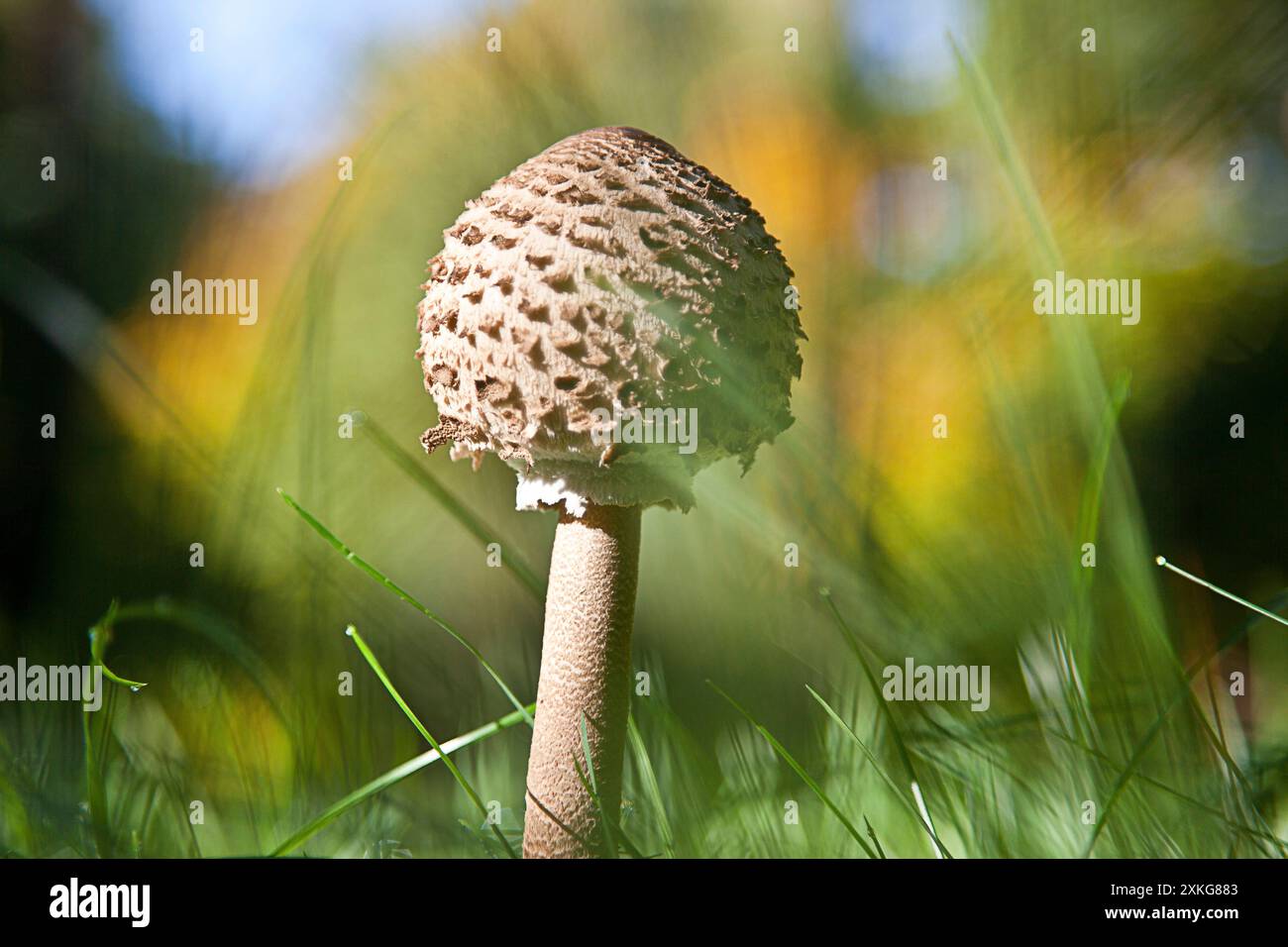 parasol (Macrolepiota procera, Lepiotia procera), young fruiting body with closed, spherical hat, side view, Germany Stock Photo