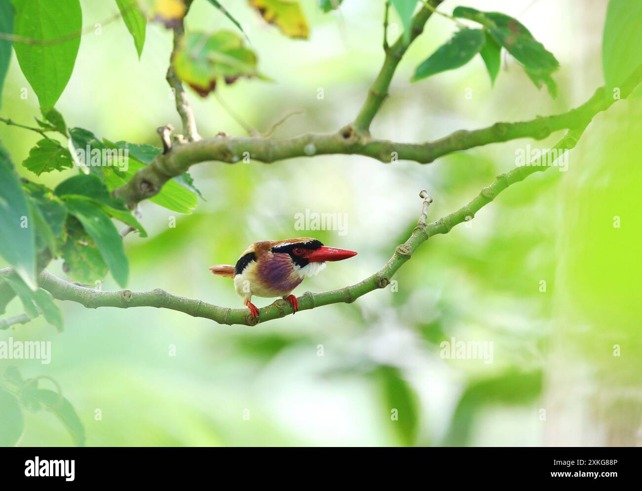 Sangihe Lilac Kingfisher, Lilac Kingfisher (Cittura cyanotis sanghirensis,Cittura sanghirensis), perching on a branch, Indonesia, Sulawesi, Sangihe Is Stock Photo