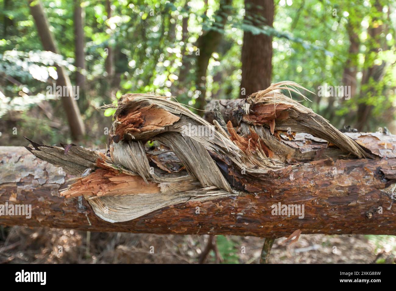 broken tree in the forest, Germany Stock Photo