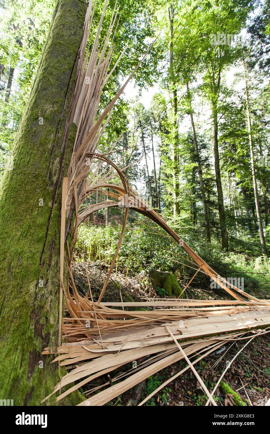 broken tree in the forest, Germany Stock Photo