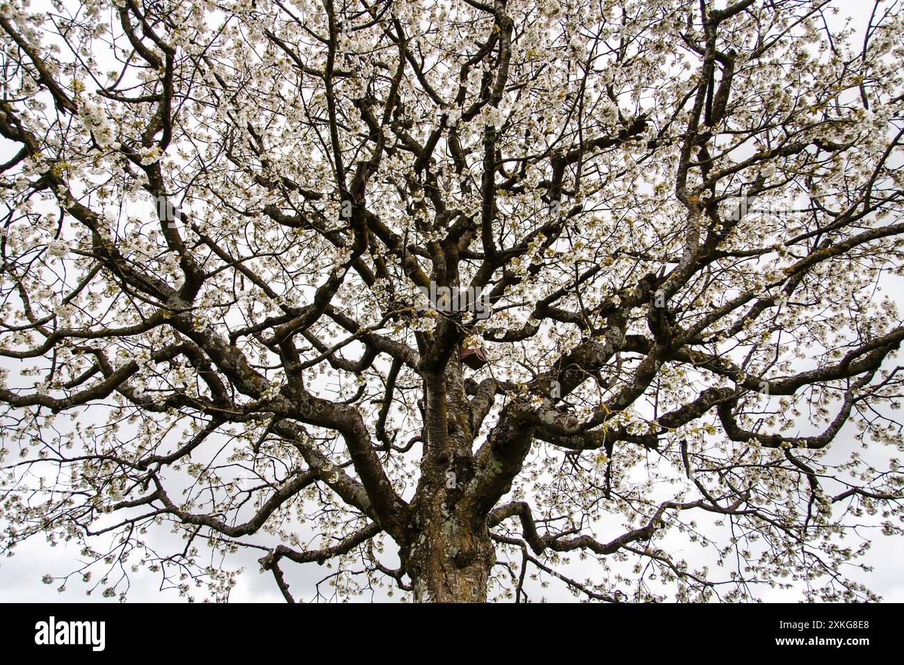 Cherry tree, Sweet cherry (Prunus avium), blooming, Germany Stock Photo