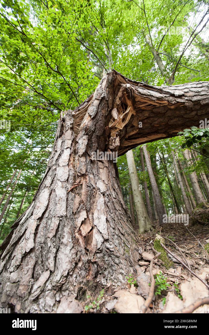 fallen tree in the forest, Germany Stock Photo