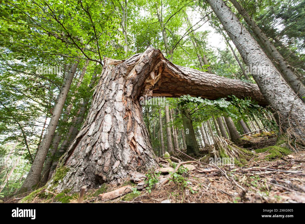 fallen tree in the forest, Germany Stock Photo