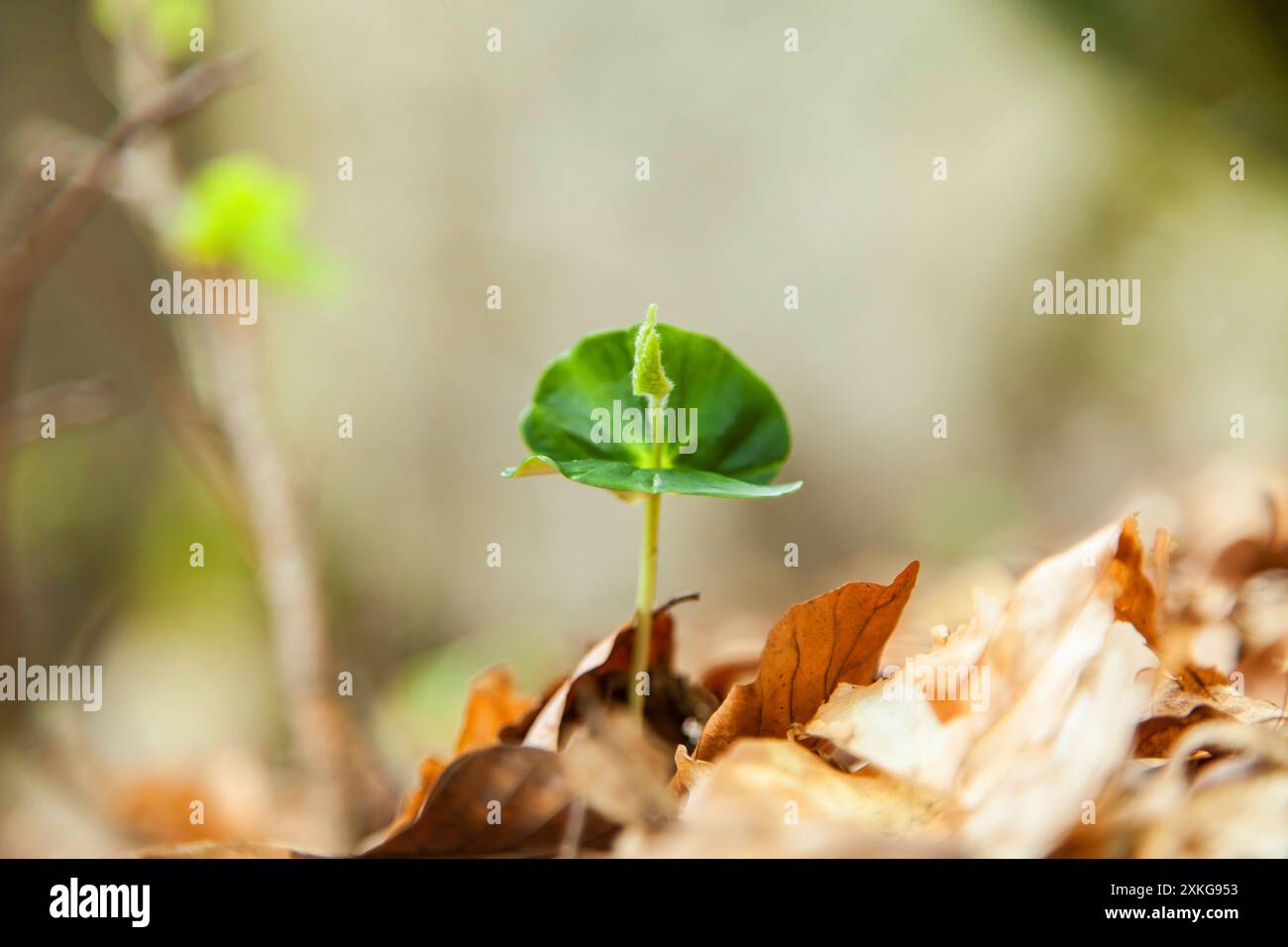 common beech (Fagus sylvatica), beech seedling in the forest, Germany Stock Photo