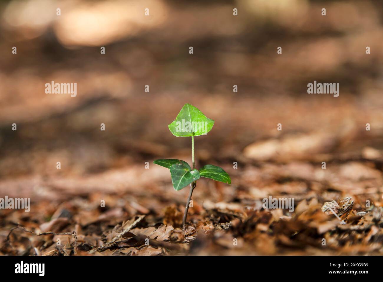 English ivy, common ivy (Hedera helix), seedling on forest ground, Germany Stock Photo