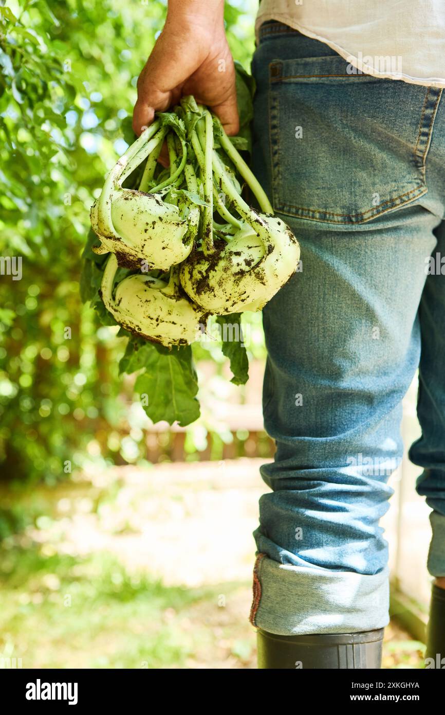 A gardener holding freshly harvested kohlrabi in a sunny garden. The person is wearing jeans and boots. Stock Photo