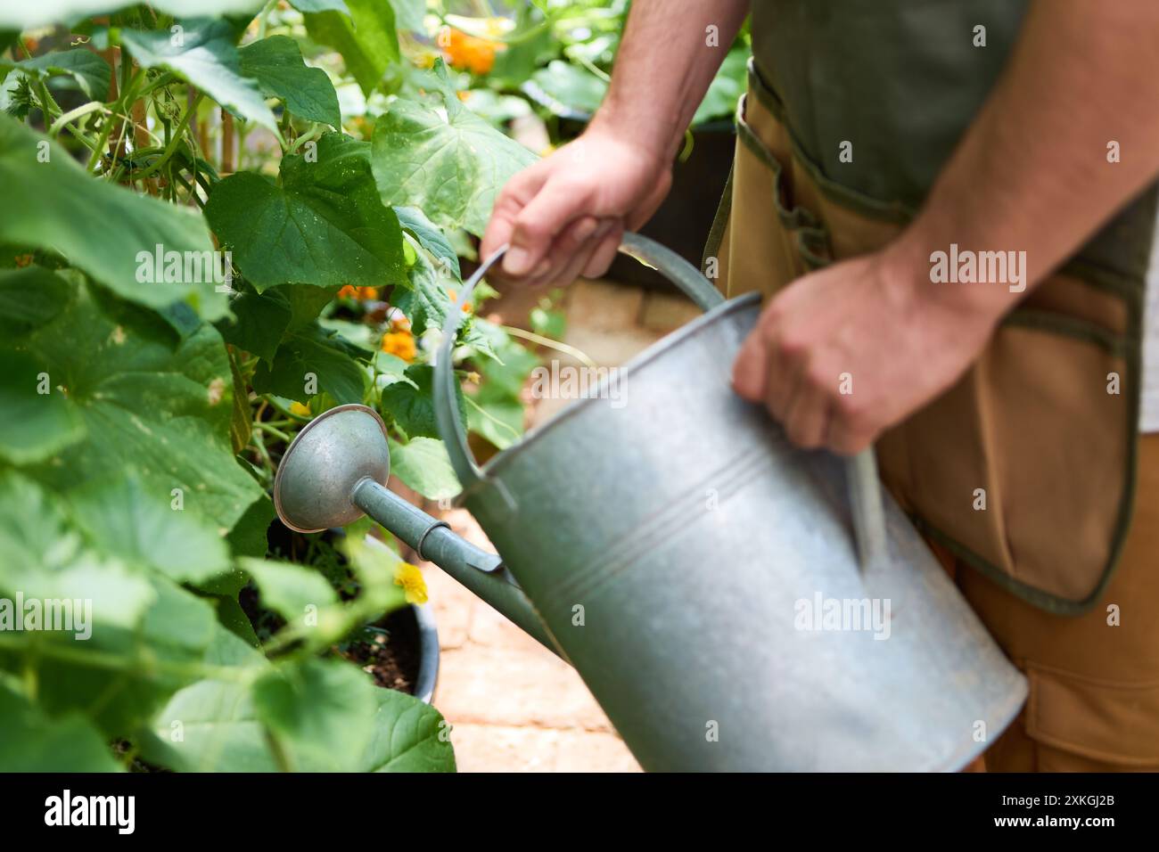 Gardener using a metal watering can to nurture plants in a vibrant and lush green garden, showcasing dedication and care. Stock Photo