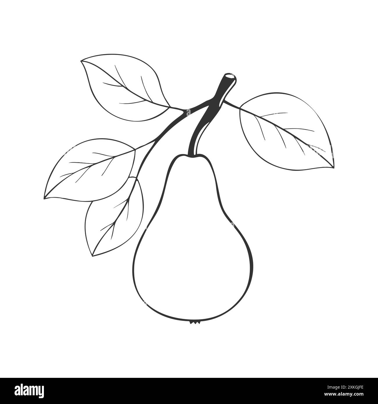 Pear Contour Line Pear contour drawn on white background. Vector illustration Stock ...