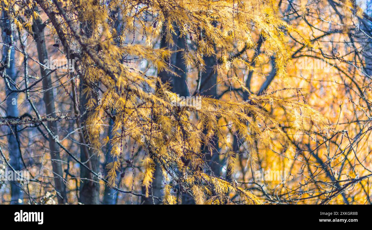 Autumn banner. Golden branches of larch trees in fall Stock Photo - Alamy