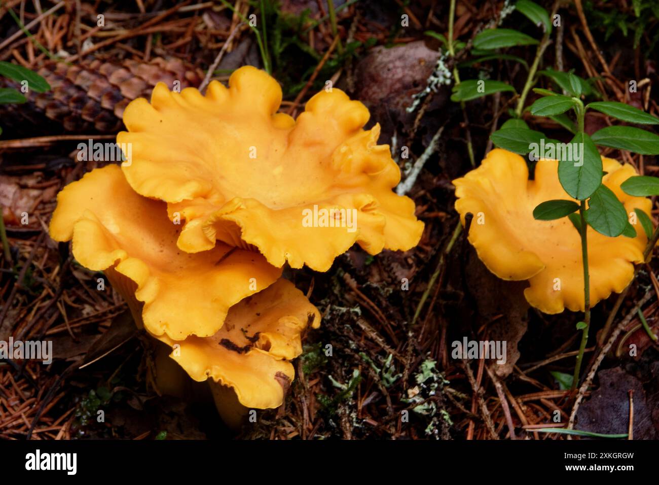 Chanterelle is the common name of several species of fungi in the
