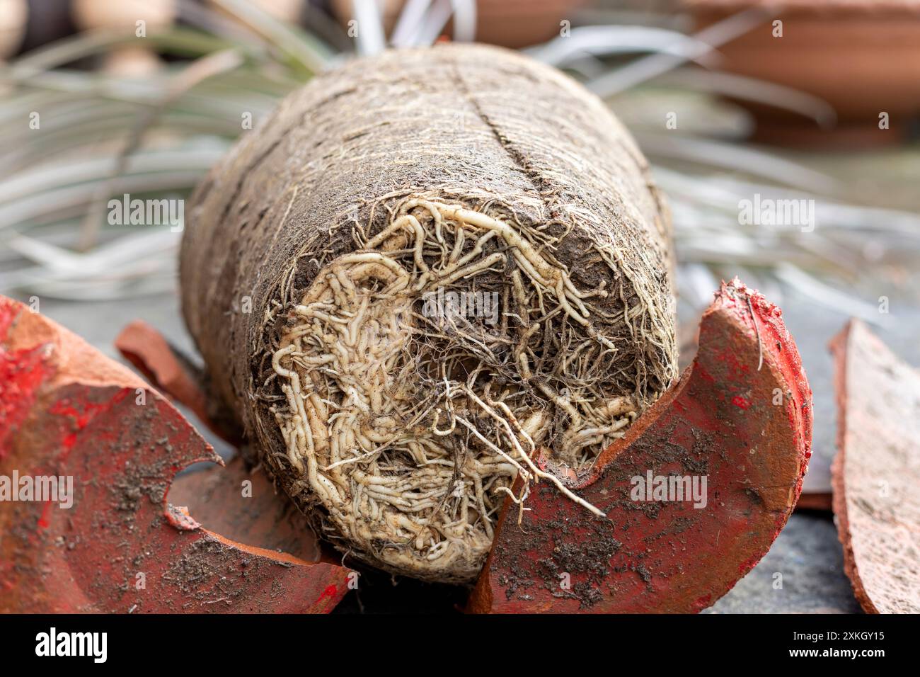 Tangles Prop Roots Densely packed formation hi-res stock photography and images - Alamy