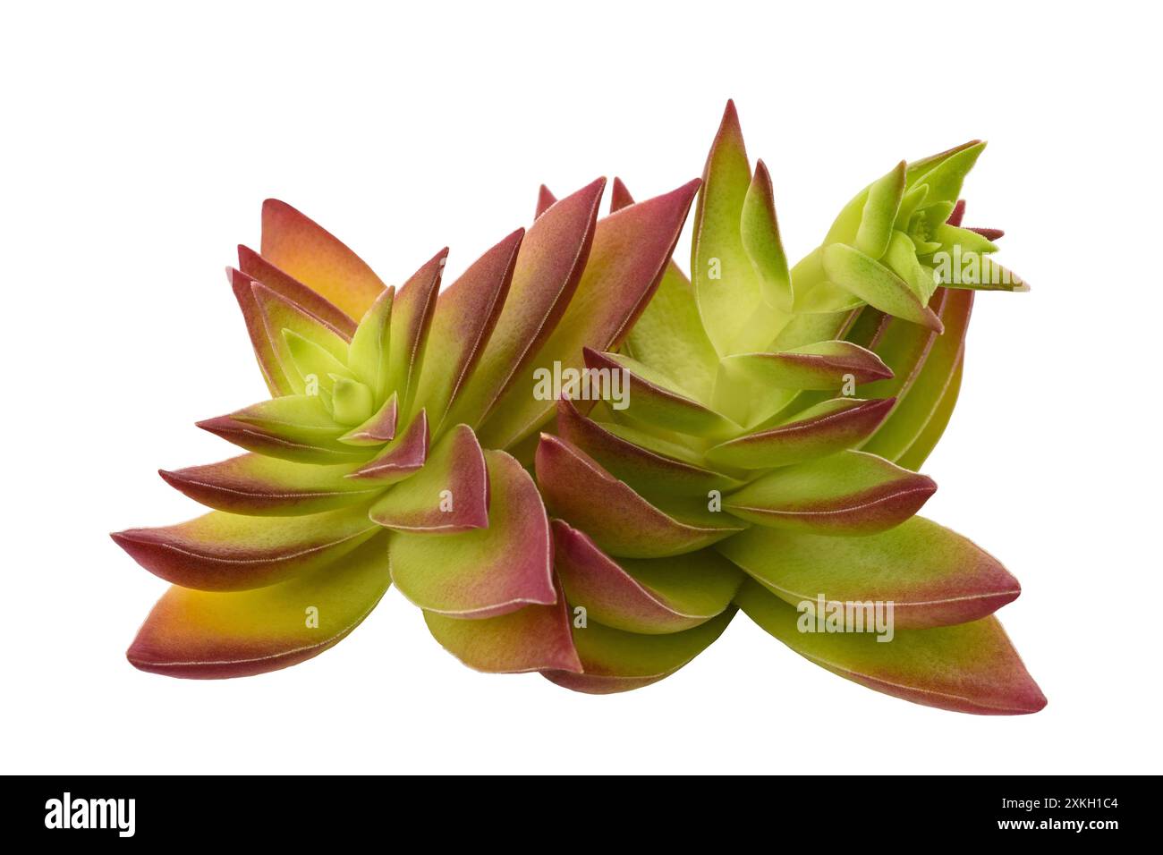 Crassula capitella plant isolated on white background Stock Photo - Alamy