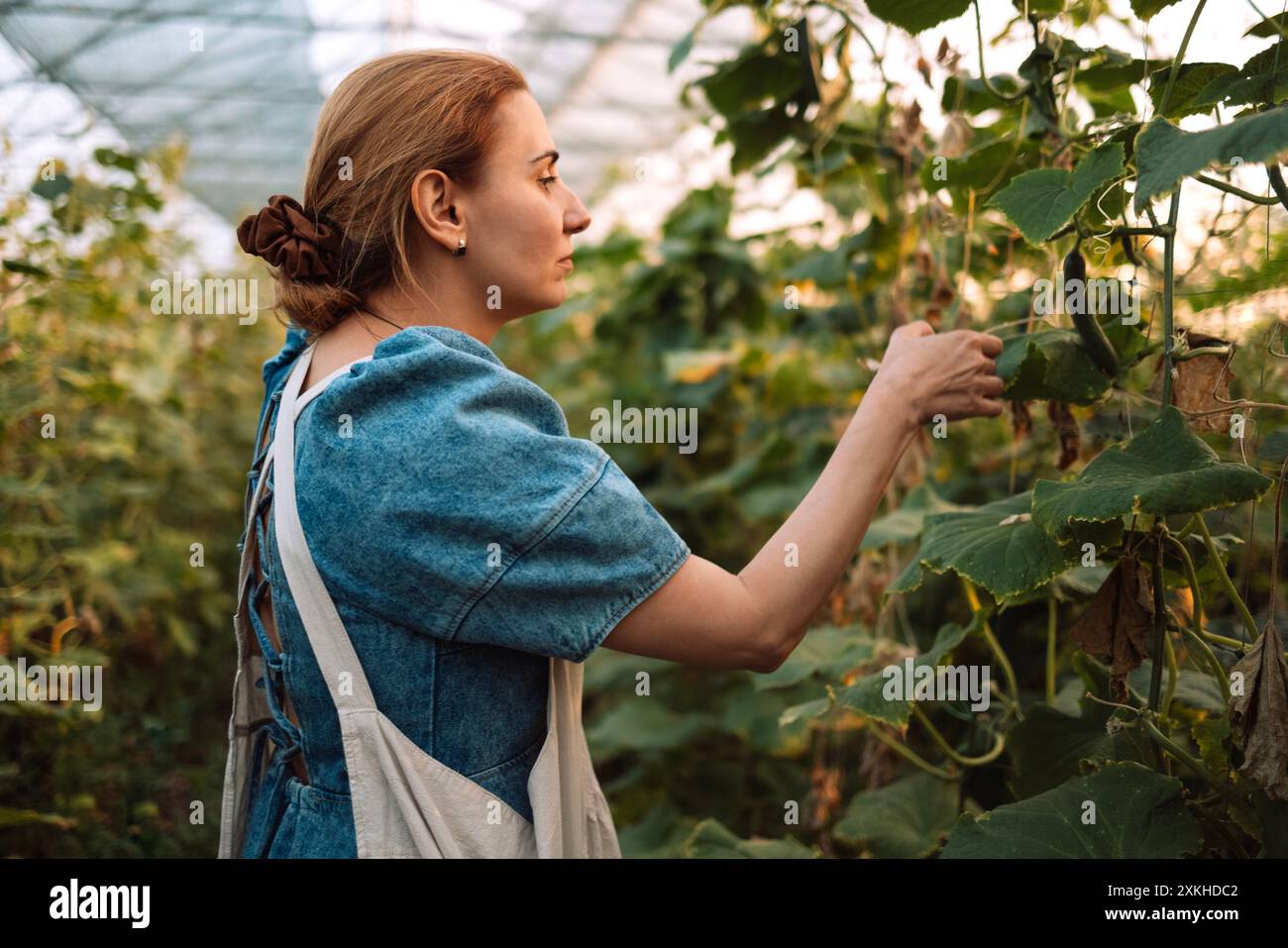 A young woman in an apron checks the cucumbers. An attractive farmer ...