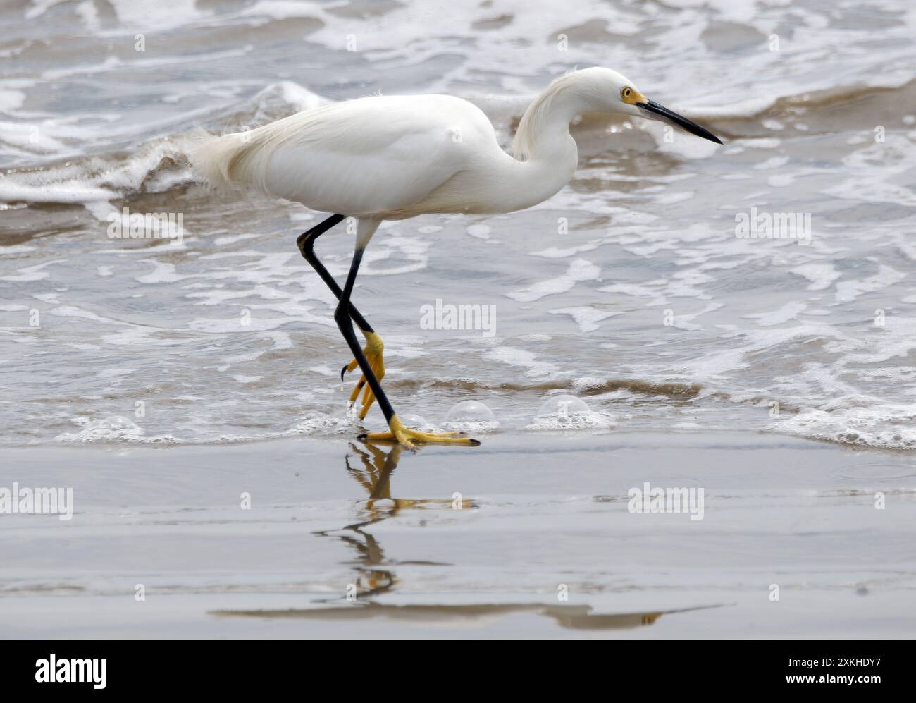 Snowy egret, Schmuckreiher, Aigrette neigeuse, Egretta thula, hókócsag, Puerto López, Manabí Province, Ecuador, South America Stock Photo