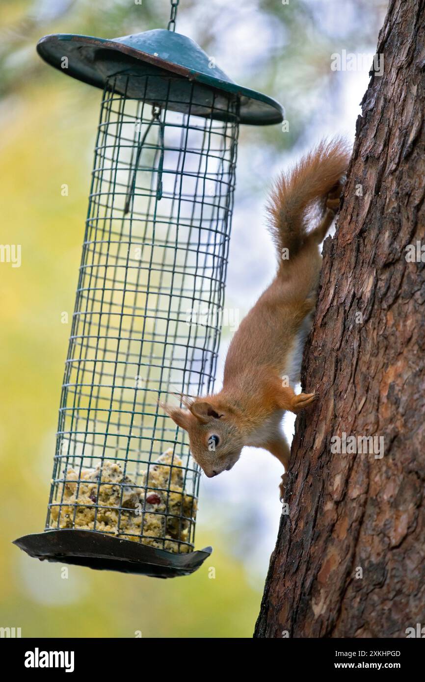 Eurasian Red Squirrel, Sciurus vulgaris, adult squirrel at feeding station, autumn, Jaemtland, Sweden Stock Photo