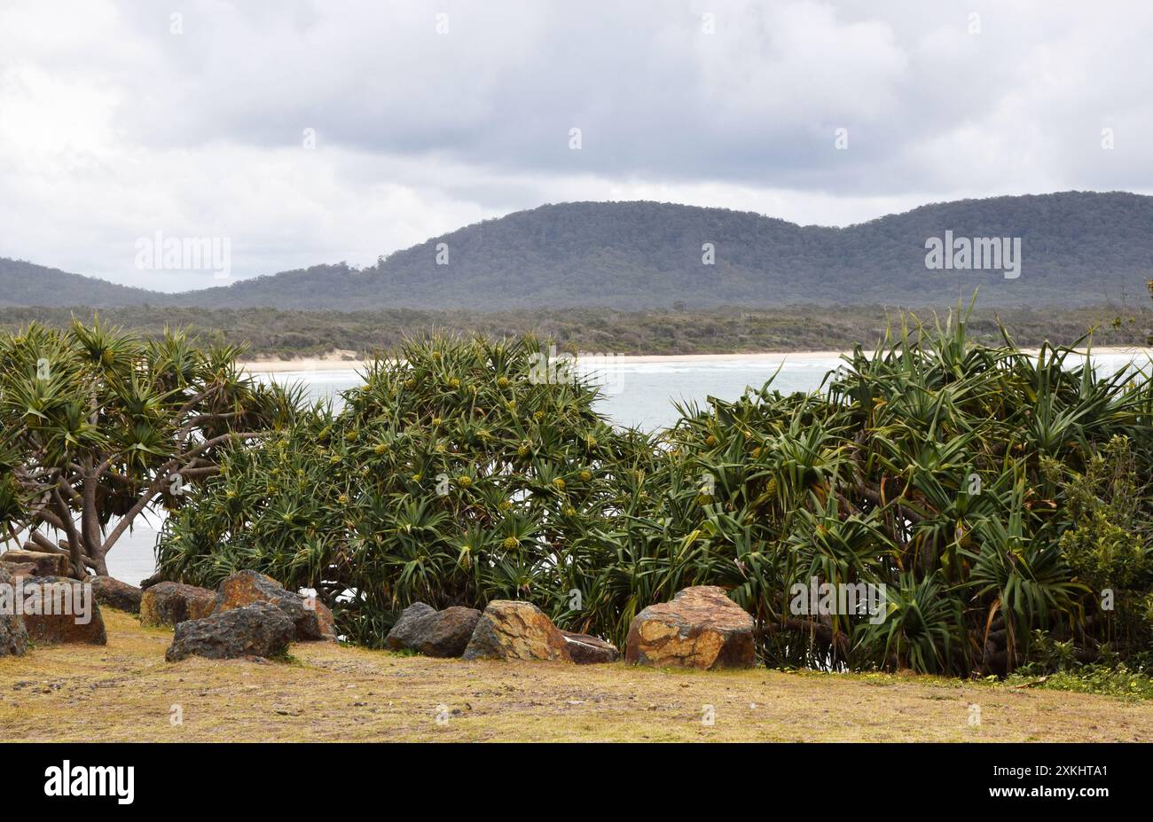 Fruit of Screw Pine, Pandanus tectorius, Crescent Head, NSW, Australia Stock Photo