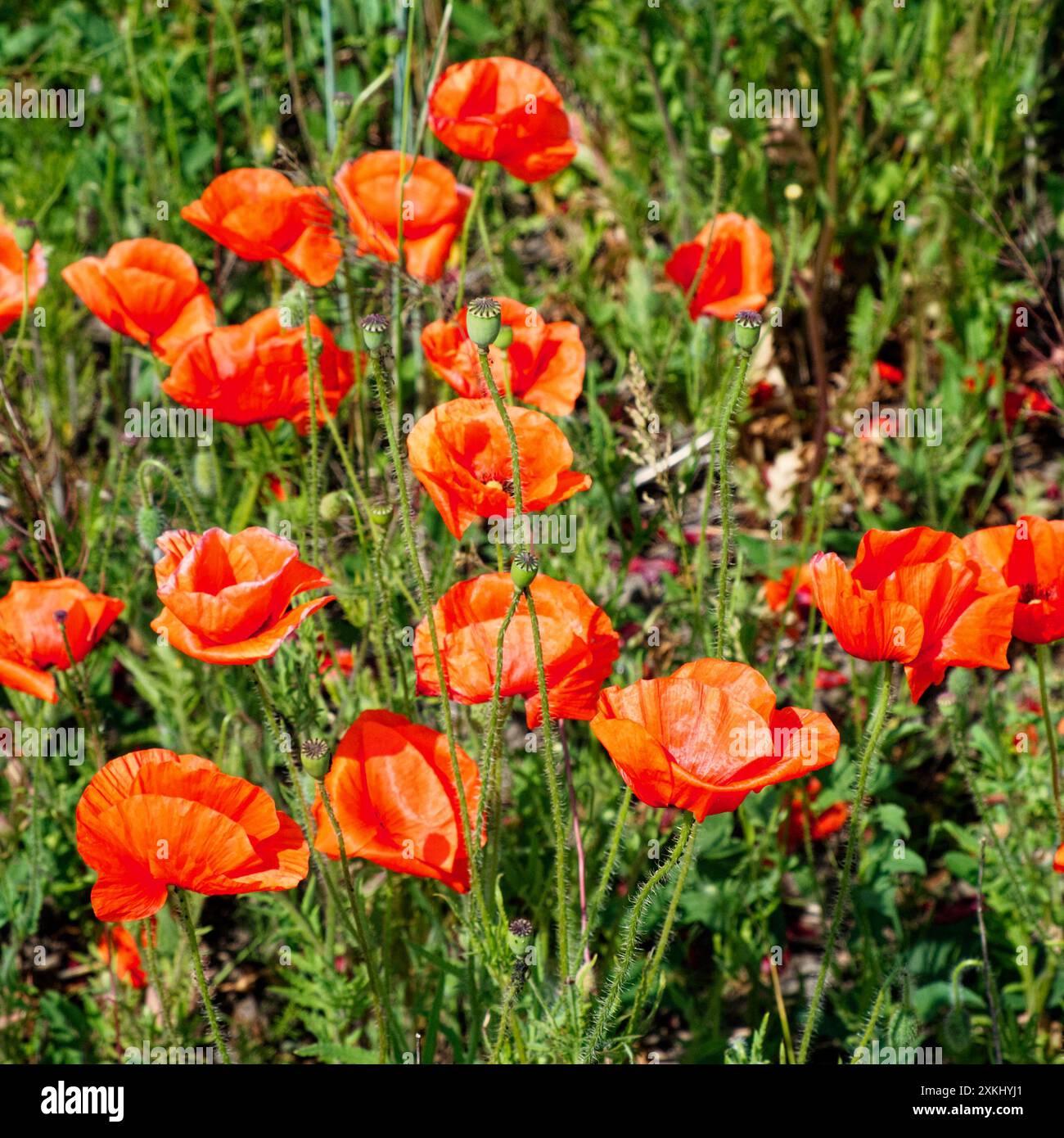 Tall poppies hi-res stock photography and images - Alamy