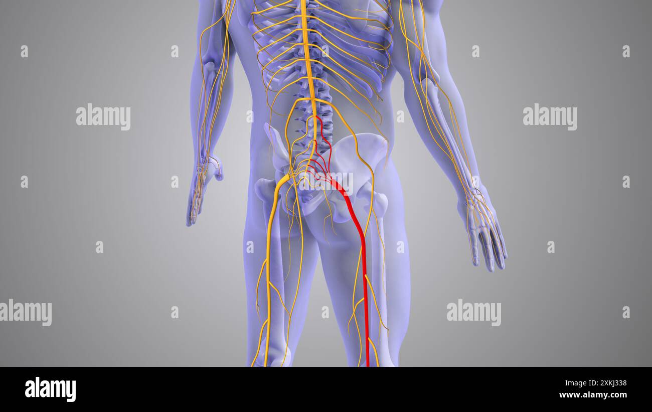 Sciatic nerve pain medical concept Stock Photo