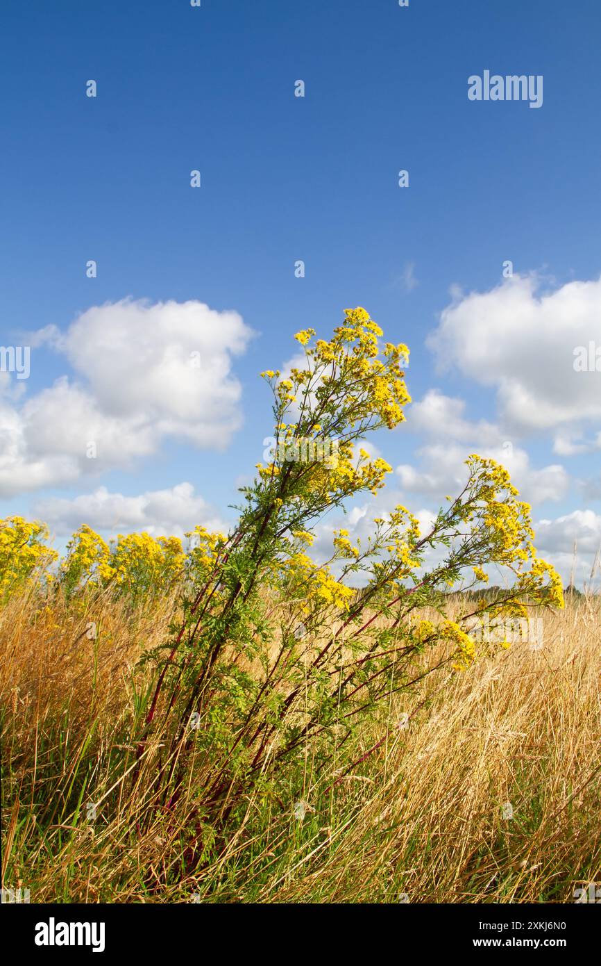 Ragwort, poisonous to livestock, in a field under a blue sky with ...