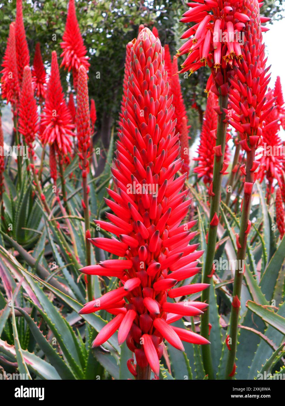 Aloe red flowers succulent hi-res stock photography and images - Alamy