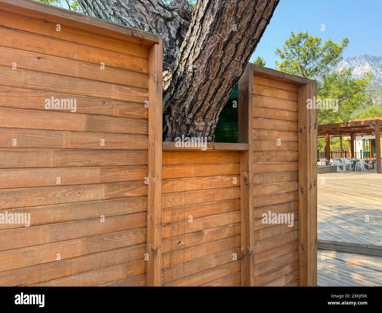 Wooden structure with a recess for a living tree, a concept for preserving nature Stock Photo
