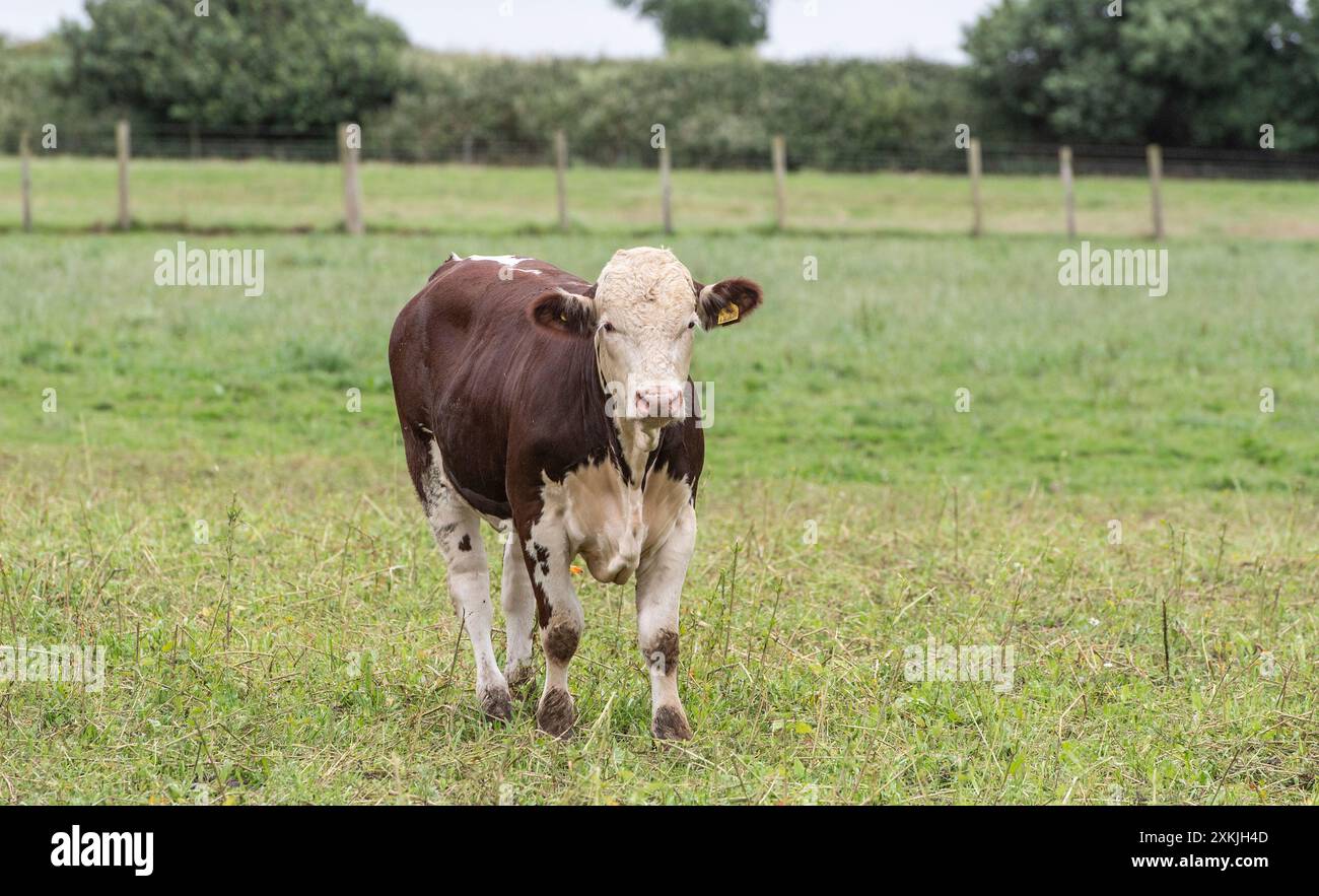 Hereford bull calf Stock Photo - Alamy
