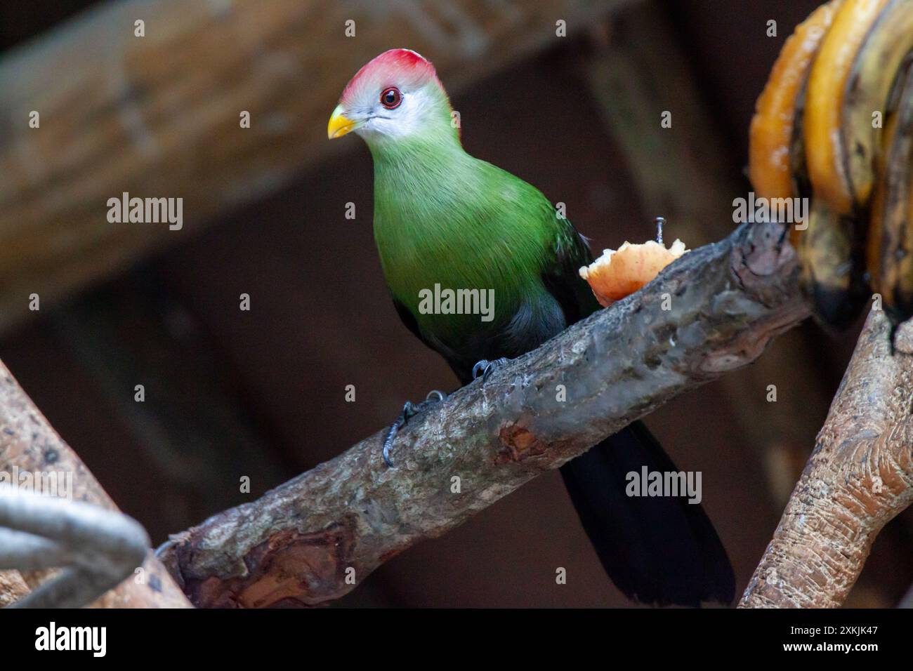 A photo of a The red-crested turaco looking into the camera Stock Photo