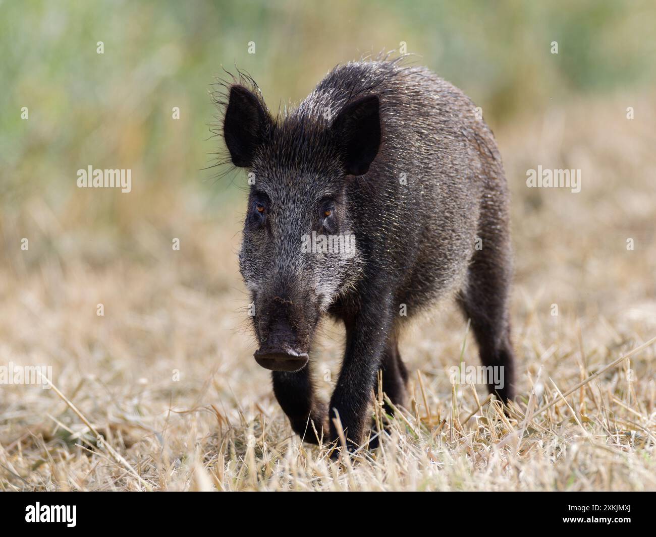 Wild Boar Sow Sus Scrofa Front View Walking Looking At The Camera wild-boar-sow-sus-scrofa-front-view-walking-looking-at-the-camera
