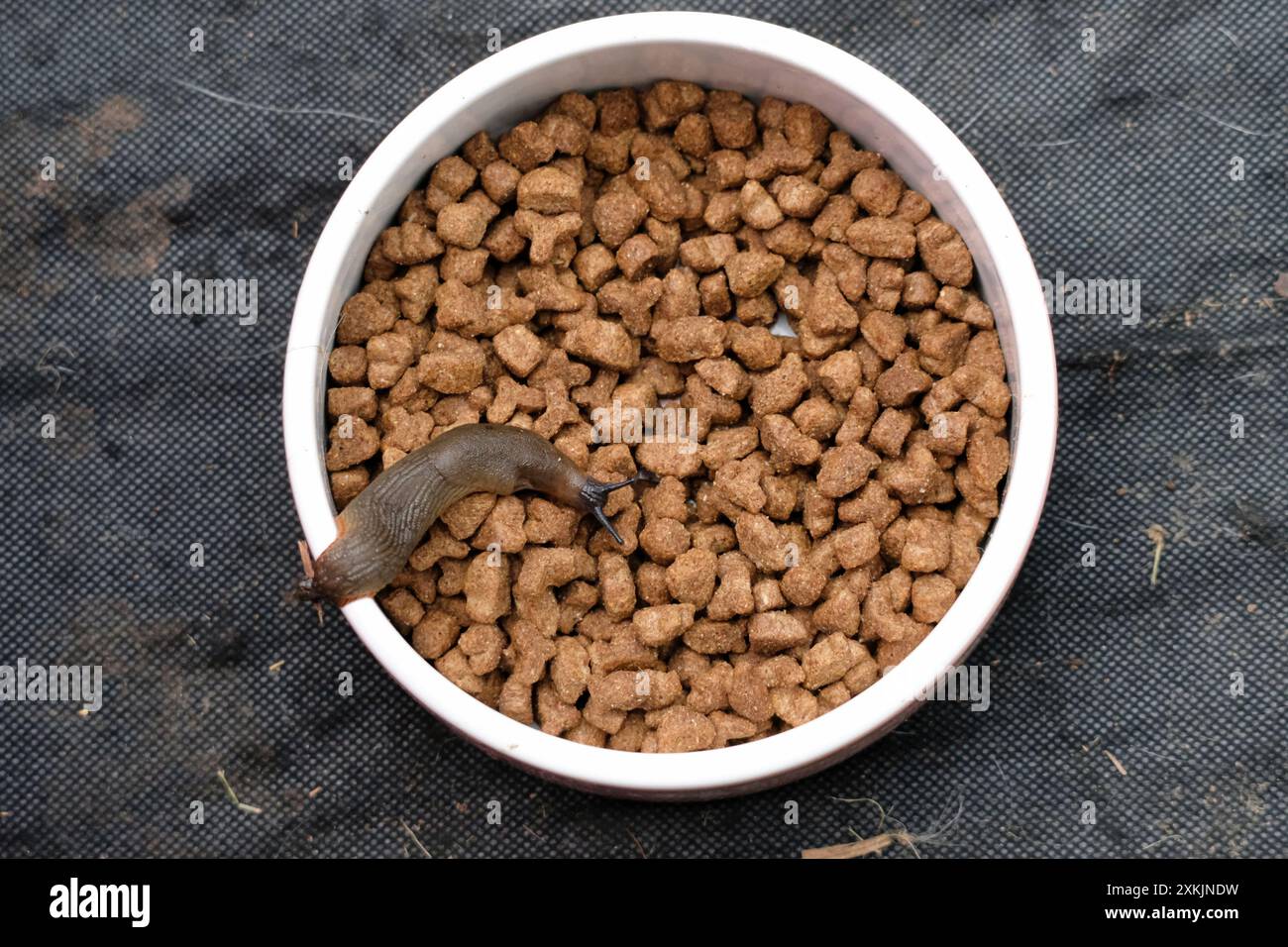Common Slug helping itself to a bowl of cat munchies left out in the garden for hedgehogs Stock Photo